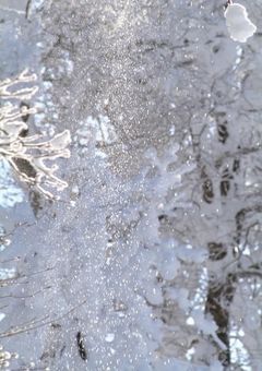 雪原に咲く初恋草