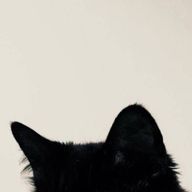 セトさんのアイコン画像