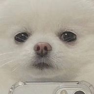 りんこりんさんのアイコン画像