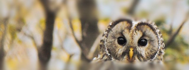 ＆𓅓（ｱﾝﾌｸ）さんの壁紙画像