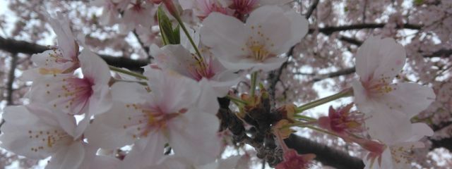 (*⌒▽⌒*)さんの壁紙画像