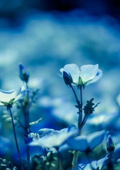 ネモフィラの花言葉