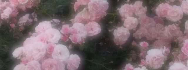 irisさんの壁紙画像