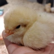 ハシタカさんのアイコン画像