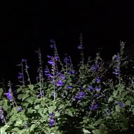 紫蘇菫さんのアイコン画像