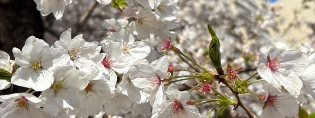 紅　莉乃.さんの壁紙画像