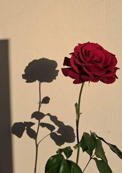 花一輪、恋一つ