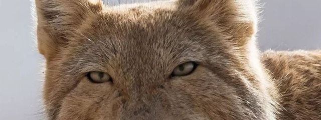 稲荷千唄@ショタとロリは世界を救うさんの壁紙画像