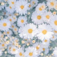 いづなさんのアイコン画像