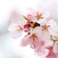 サンリィさんのアイコン画像