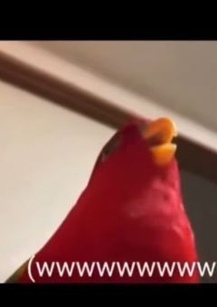 ゲームのお部屋