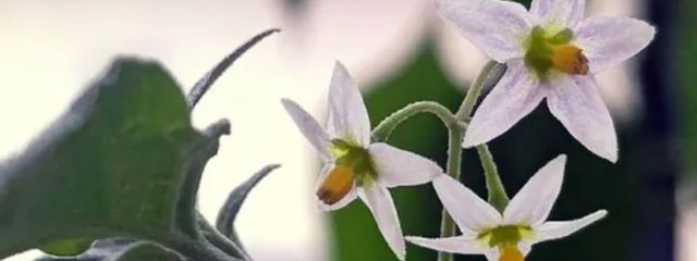 莉衣斗@廃垢さんの壁紙画像