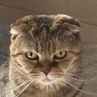 どんびさんのアイコン画像