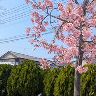 カニさんのアイコン画像