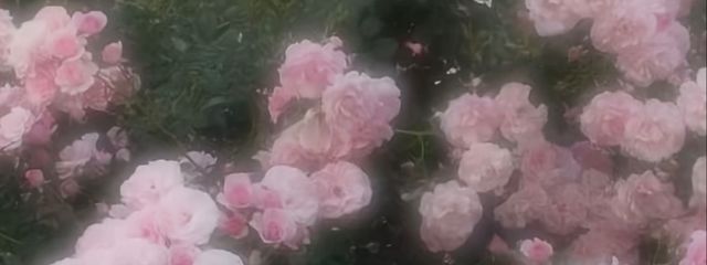 𝓡𝓾𝓴𝓪𓂃𖡼.*ﾟ‎さんの壁紙画像