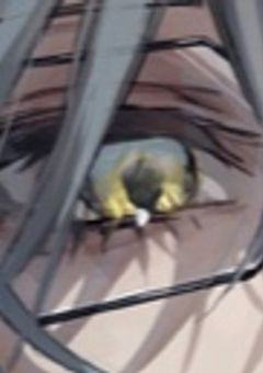 君の目がとても綺麗で