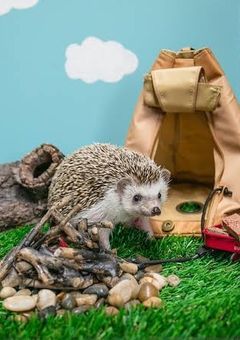  愛 さ れ は り ね ず み 🦔