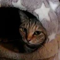 名前はまだない　(水藺)さんのアイコン画像