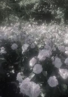 # 12人からの愛、あなたは誰を選びますか？