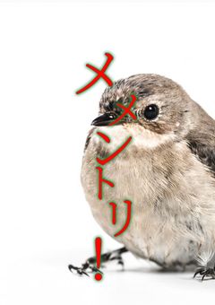 メメントリ彼女組が女の子になっちゃったΣ(･ω･ﾉ)ﾉ!