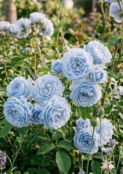 Blue rose