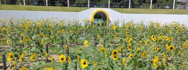 動物にカコマレタイさんの壁紙画像