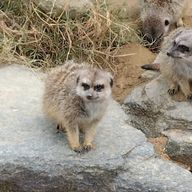 動物にカコマレタイさんのアイコン画像