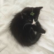 彩 花さんのアイコン画像