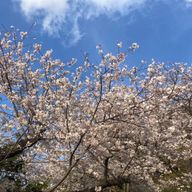 ぷりんさんのアイコン画像