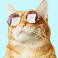 猫好きさんのアイコン画像