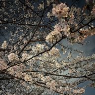 よるさんのアイコン画像