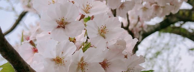 響さんの壁紙画像