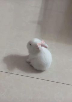 ( ᐢ. ̫ .ᐢ )