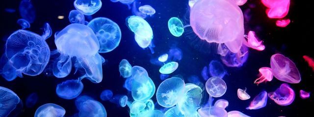 シロ☆さんの壁紙画像