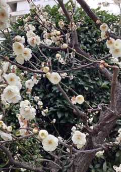 妖怪学校の生徒になっちゃった