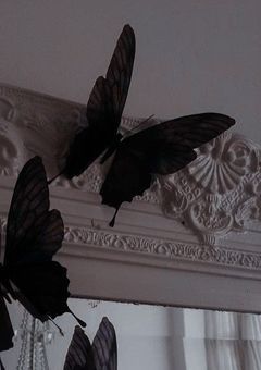 Butterfly universe 🐰🦋🐶