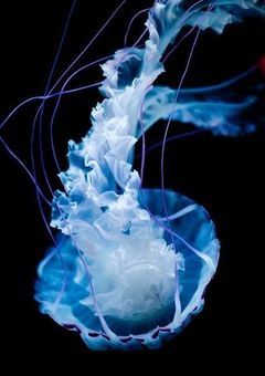 海月は愛を識ったか🐿🐶