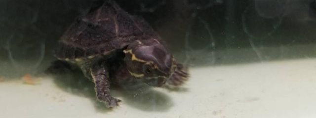 萌夏さんの壁紙画像