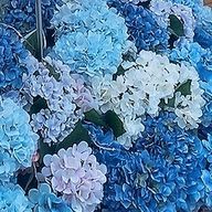 ナシ🌱🎨🐈‍⬛さんのアイコン画像