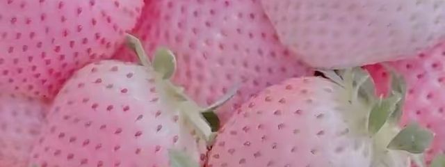 えぬ ¿さんの壁紙画像