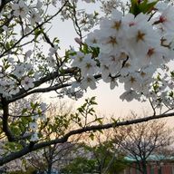 平瀬さんのアイコン画像