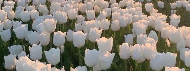 S #🎧🪽さんの壁紙画像