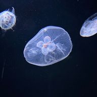 ちぐささんのアイコン画像