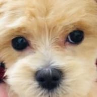 骨格標本ᗦ↞◃さんのアイコン画像