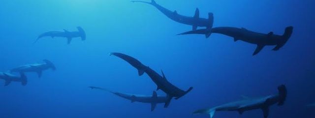 よろずやさんの壁紙画像