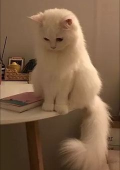 甘 え ん 坊 の 子 猫 裙