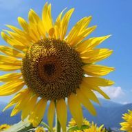 yさんのアイコン画像