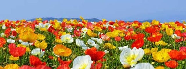 優也【ゆうや】さんの壁紙画像