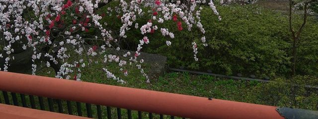 びゃっこさんの壁紙画像