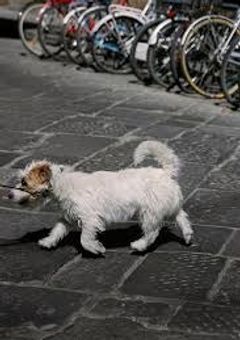 　　「　犬を迎えた。　」